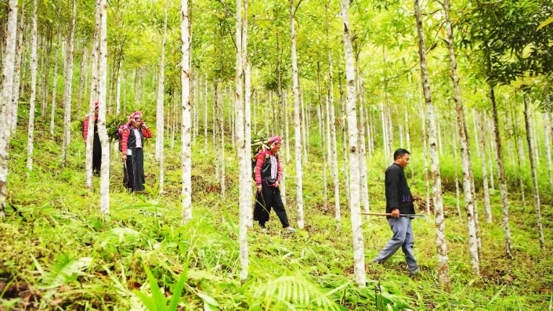 Người dân xã Bum Tở đi tuần rừng để kiểm tra, phát hiện sớm nguy cơ và chủ động phòng chống cháy rừng.