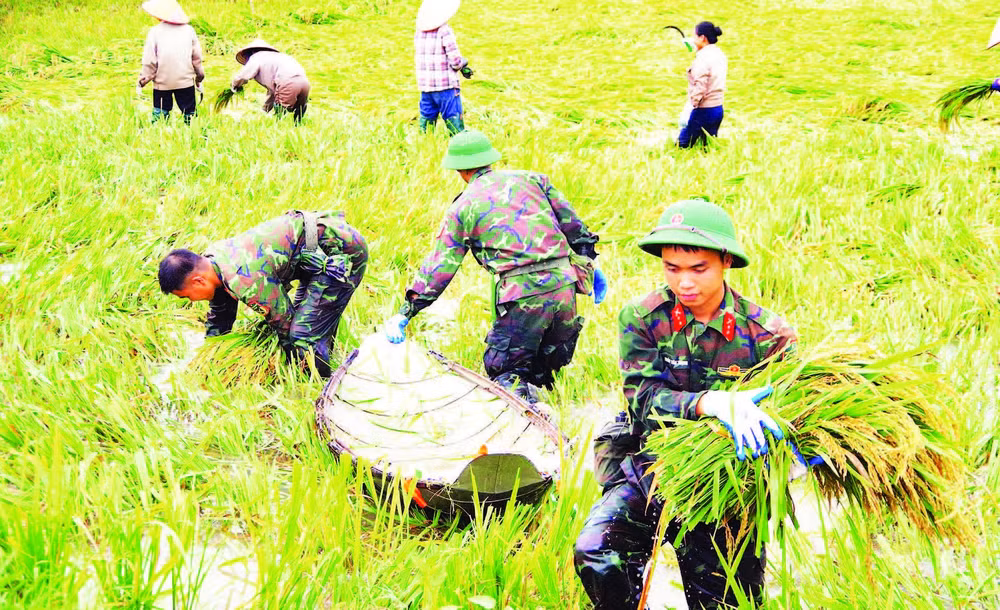 Chiến sĩ Sư đoàn 316 hỗ trợ người dân thu hoạch lúa sau mưa bão.