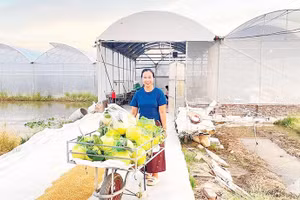 Xã Trường Tân có hơn 97 ha nhà màng, nhà lưới, mỗi năm thu lãi gần 100 tỷ đồng (Ảnh QUỐC VINH)