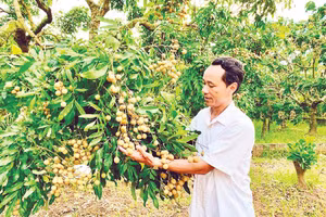 Nông dân xã Khoái Châu, tỉnh Hưng Yên chuyển đổi sang trồng nhãn cho thu nhập cao.