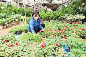 Nghề trồng hoa ở xã Phụng Công, tỉnh Hưng Yên.