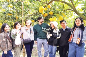 Du khách thích thú trải nghiệm tham quan, chụp ảnh mùa quả chín tại phường Chũ.