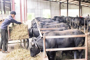 Mô hình nuôi bò lai 3B tại xã Chiềng Mai, tỉnh Sơn La đang mở ra hướng sản xuất mới.