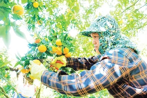 Nông dân xã Vân Sơn thu hoạch quýt Nam Sơn.