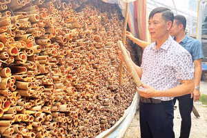 Anh Trần Văn Cháng bên sản phẩm quế hữu cơ chuẩn bị xuất bán.