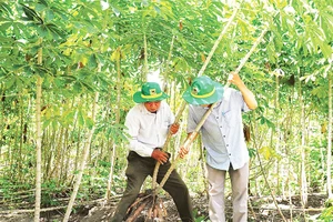 Cán bộ khuyến nông kiểm tra quá trình phát triển của cây sắn.