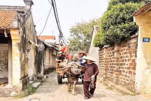 Dịch vụ trải nghiệm xe trâu tạo thêm sức hút cho làng cổ Đường Lâm.