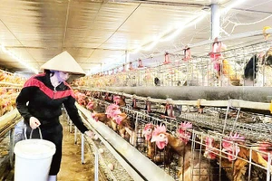 Mô hình nuôi gà bản Đầm Hà của gia đình anh Tuyền ở xã Quảng Tân đã mang lại giá trị kinh tế cao.