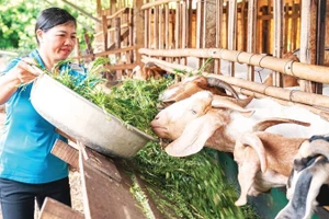 Được sự hỗ trợ từ các mô hình đa dạng hóa sinh kế, nhiều phụ nữ ở Đắk Lắk đã phát triển chăn nuôi, vươn lên thoát nghèo.