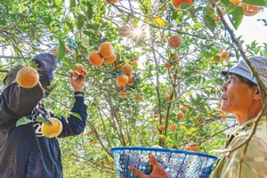 Mô hình du lịch sinh thái gắn phát triển nông nghiệp mang lại triển vọng lớn cho người dân vùng cao.