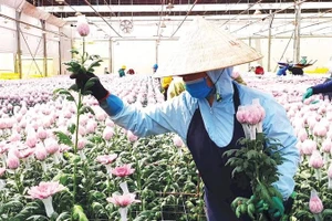 Hoa Đà Lạt đã có mặt tại hơn 23 quốc gia, trong đó có những thị trường yêu cầu cao như Nhật Bản, Australia và châu Âu.