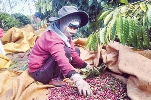 Những mô hình sản xuất hiệu quả đã mang lại việc làm và thu nhập cao cho hàng nghìn hộ nông dân.