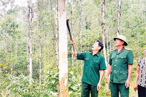 Thương binh Lương Khuyến Giang (ngoài cùng bên trái) kiểm tra đồi bạch đàn.