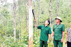 Thương binh Lương Khuyến Giang (ngoài cùng bên trái) kiểm tra đồi bạch đàn.