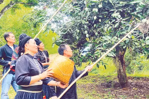 Trải nghiệm trực tiếp hái xoài.
