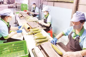 Công nhân sơ chế hàng nông sản do Hợp tác xã nông nghiệp Mỹ Thạnh liên kết sản xuất trước khi đưa đến tay người tiêu dùng.