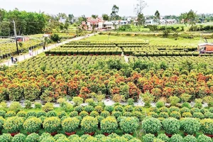 Một góc làng hoa Hà Đông ở phường Điện Bàn Bắc, thành phố Đà Nẵng.