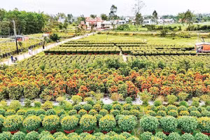 Một góc làng hoa Hà Đông ở phường Điện Bàn Bắc, thành phố Đà Nẵng.