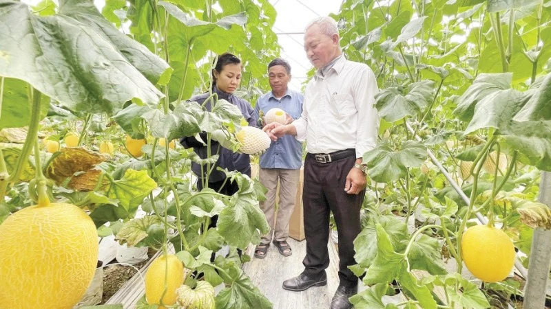 Hải Phòng đẩy mạnh nông nghiệp công nghệ cao, hình thành vùng sản xuất tập trung quy mô lớn