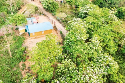 Đồng bào dân tộc thiểu số ở xã Hướng Phùng, tỉnh Quảng Trị trồng cây trẩu phát triển kinh tế. (Ảnh LÂM QUANG HUY)