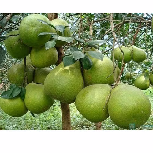 Bưởi da xanh