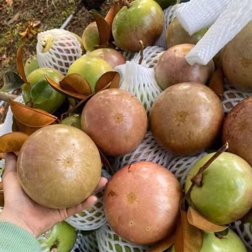 Vú sữa bơ hồng