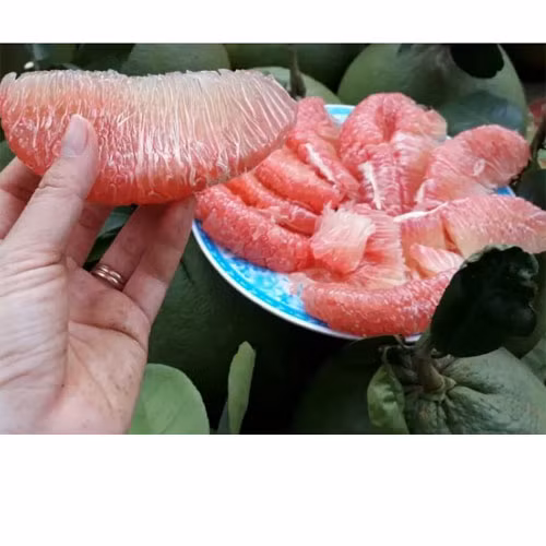 Bưởi da xanh