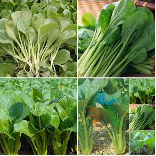 Cải ngọt 