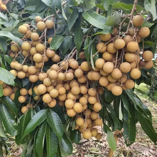 Nhãn Ido