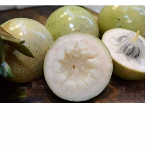 Vú sữa Lò Rèn