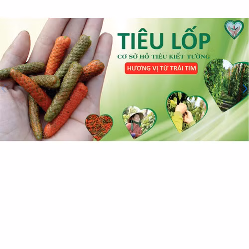 Tiêu lốp Kiết Tường