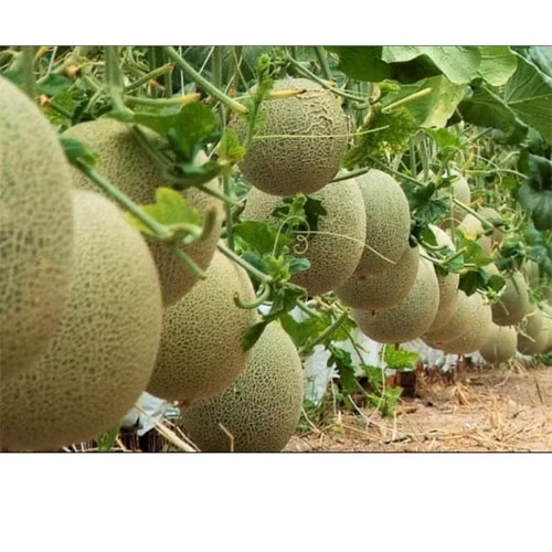 Dưa lưới