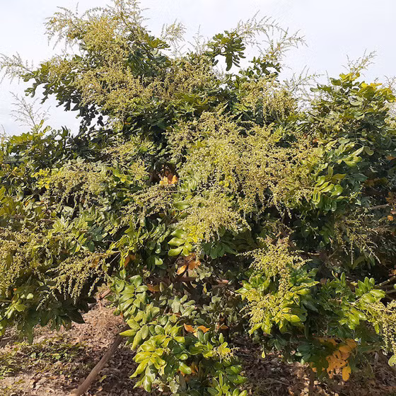 Thanh nhãn Hợp tác xã Hữu Tâm