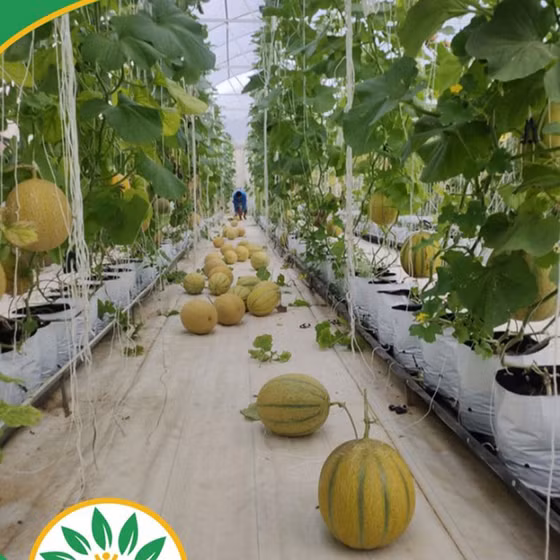 Dưa lưới Afarm 