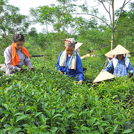 Chè xanh Ngọc Thúy