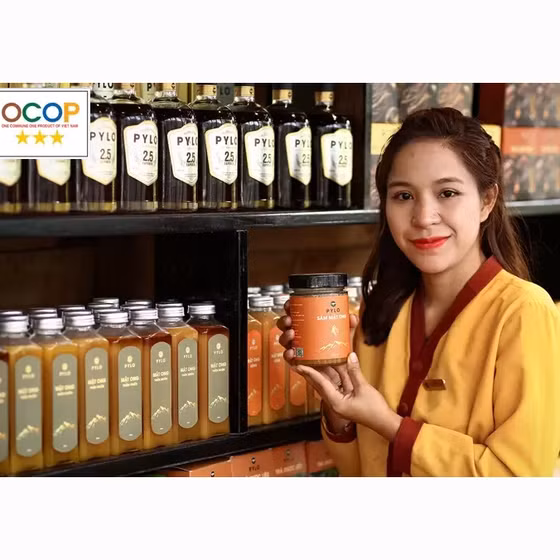 Sâm mật ong Pylo