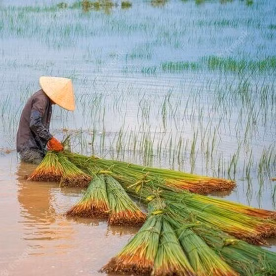 Ống hút cỏ bàng Miền Tây Xanh