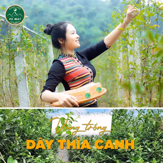 Trà túi lọc dây thìa canh