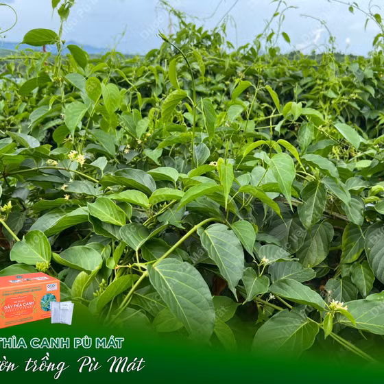 Cao dây thìa canh