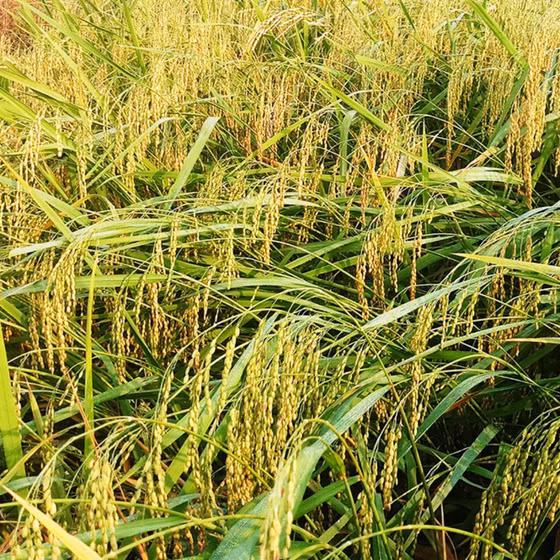 Gạo nếp Gà gáy Mỹ Lung