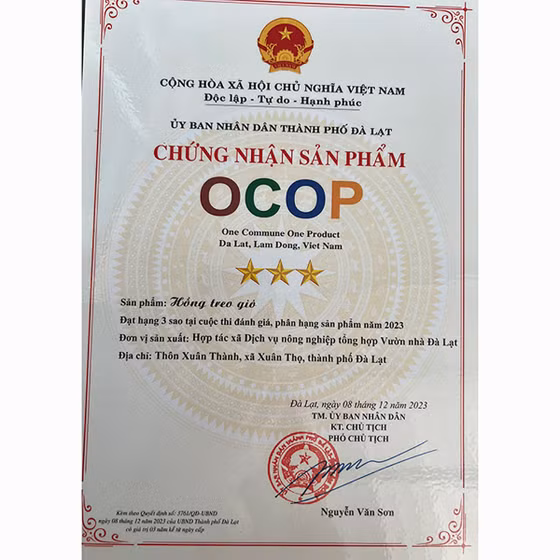 Hồng treo gió Vườn nhà Đà Lạt