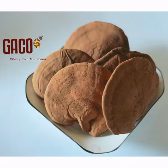 Nấm linh chi Hồng Ân
