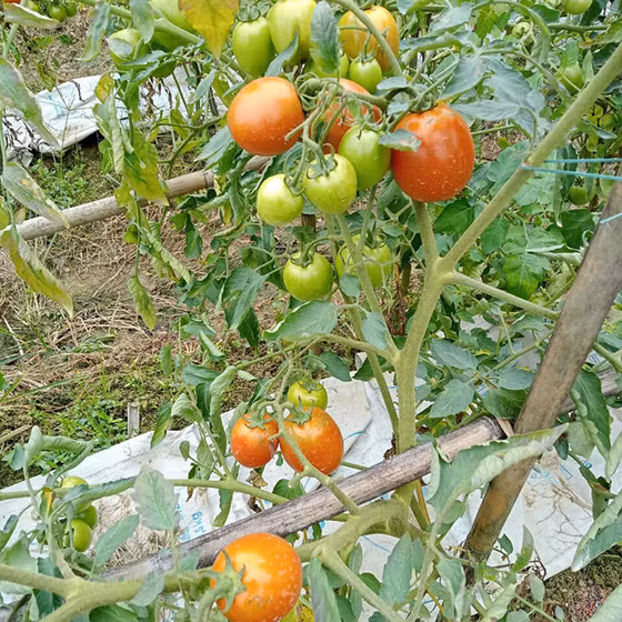 Cà chua Thành Long
