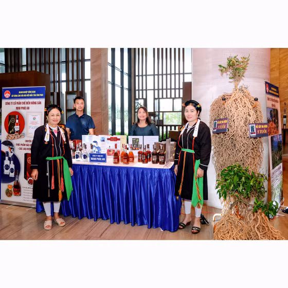 Rượu ba kích Tam Đảo sâm cau
