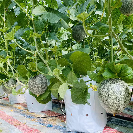 Dưa lưới Hoàng Liên Sơn