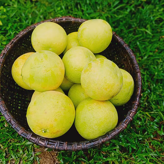Bưởi Phúc Trạch sinh thái CHOA