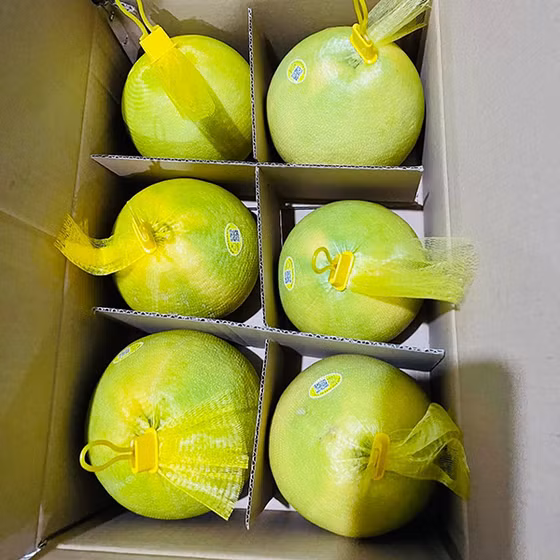 Bưởi Phúc Trạch sinh thái CHOA