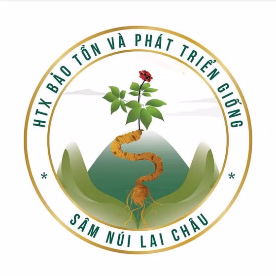 Trà sâm lá sen Lai Châu