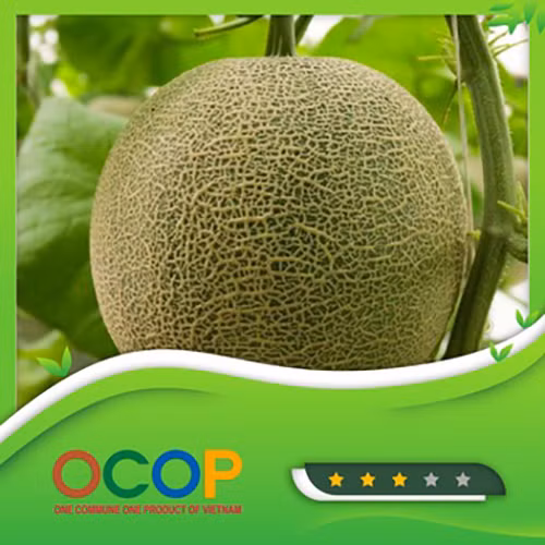 Dưa lưới Bắc Sơn