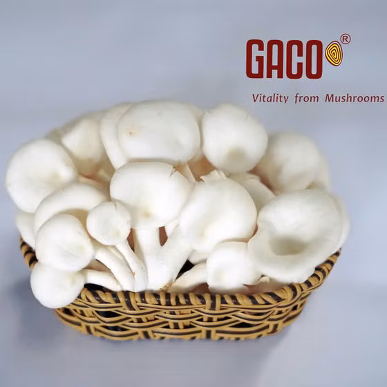 Nấm sò Notaly